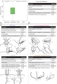 Image result for Lijndenia sp. cf barteri