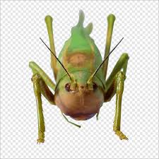 Bugs are gone exterminating provides residential and commercial pest control services for all of new york city. Insecticide Herbicide Pest Control Pesticide Application Personal Revolutions A Short Course In Realness Agriculture Crop Hazmat Suit Png Pngwing