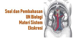 Check spelling or type a new query. Soal Dan Pembahasan Un Biologi Materi Sistem Ekskresi Bsb