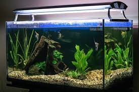 We did not find results for: 30 Cool Fish Tank Ideas With Photos Upgraded Home