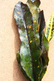 Image result for Croton kilwae