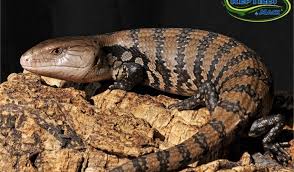 This is because the species is considered. Blue Tongue Skink Care Sheet Reptiles By Mack