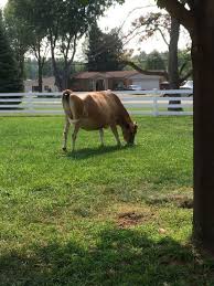 Established in 2011, we were the first mobile petting zoo & hand guided pony rides in the tulare, kings, inyo county. Facilities Taylor Mi Civicengage