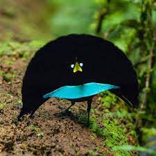 Predikat sebagai burung tercantik di dunia selanjutnya dipegang oleh burung blue jay. Indoflashlight On Twitter Indonesia Memiliki Burung Tercantik Di Dunia Bird Of Paradise Paradisaeidae Burung Cendrawasih Burung Surga Asli Indonesia Ini Menjadi Salah Satu Burung Tercantik Di Dunia Kontributor Foto V Timlaman Indoflashlight