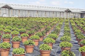 Or renew your garden flowers each year with our annuals for seasonal appeal. Best Place To Buy Garden Flowers The Lima News