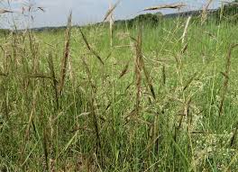 Image result for Aristida transvaalensis