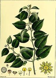 Image result for Colubrina asiatica