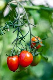From my research on foods that are toxic to dogs, i couldn't find anything on cherry tomatoes. Is Tomato Plant Poisonous To Cats And Dogs