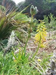 Image result for Aloiampelos tenuior