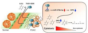 We did not find results for: Improving Survival In Pancreat Eurekalert Science News Releases