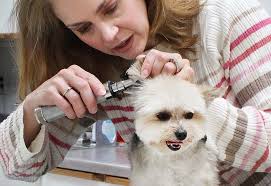 Tender Care Animal Hospital