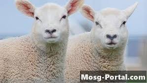 Please sign in to your account below. Ù…Ø§ Ù…Ø¹Ù†Ù‰ Ø§Ù„ØªØ¬Ø§Ù†Ø³ Ø¹Ù„Ù… 2021