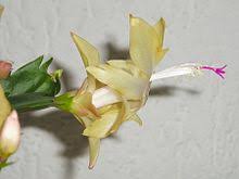 The christmas cactus goes by many names. Schlumbergera Wikipedia