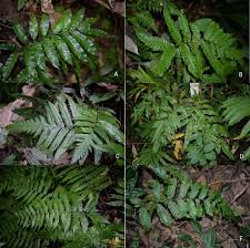 Image result for Bolbitis gemmifera