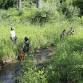 Invasive Species Pull — Volunteer Event — Clinton event image