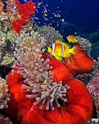 Sea Life Bali Indonesia Ocean Sea Anemone Beneath The Sea Sea And Ocean