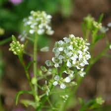 Image result for Lepidium