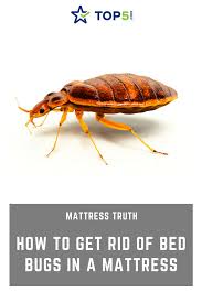 Use traps to determine if bedbugs are gone. Bed Bugs Be Gone How To Get Rid Of Bed Bugs In A Mattress Top5 Bed Bugs Rid Of Bed Bugs Mattress
