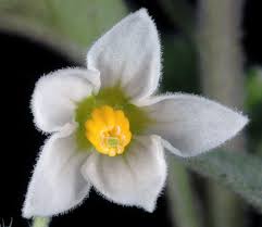 Image result for Solanum richardii