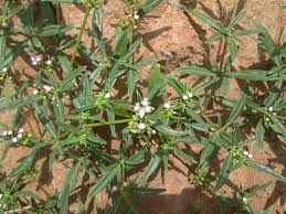 Image result for Gisekiaceae