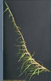 Image result for Cenchrus clandestinus