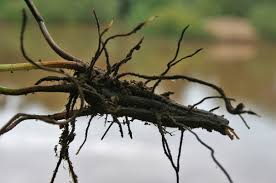 Image result for Ampelopteris