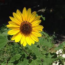 Texas Yellow Wildflowers Google Search Yellow Wildflowers Wild Flowers Flower Painting