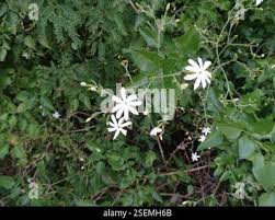Image result for Jasminum fluminense
