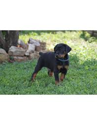 Enter your email address to receive alerts when we have new listings available for doberman puppies for sale uk. Doberman Pinscher Puppies For Sale With Best Price In India