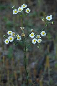 Image result for Oxyanthus strigosus