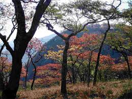 Image result for Brachystegia spiciformis