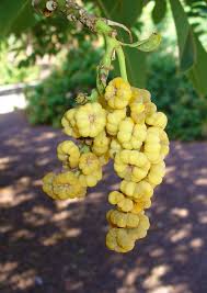 Image result for Phytolacca dioica