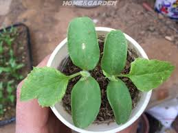 Maybe you would like to learn more about one of these? How To Start Cucumber Seeds Indoors Home And Garden Cucumber Seeds Growing Cucumbers From Seed Organic Vegetable Garden
