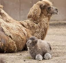 Causes include viral, bacterial, or most children become dehydrated because of diarrhea or vomiting caused by a viral infection. Camel Kidneys And Intestine Reabsorb So Much Water That Camel Urine Comes Out As A Thick Syrup And Camel Feces Are Dry Enough To Be Used As Fire Fuel Awwducational