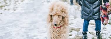 Add about half the flour, the 1 cup splenda, the egg, vanilla, baking soda, and cream of tartar. Poodle Dog Breed Facts And Personality Traits Hill S Pet