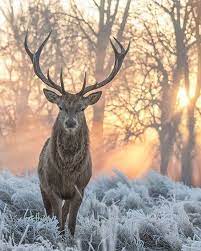 Beautiful Stag In Bushy Park In The London Borough Of Richmond Upon Thames Photo By Suelind7 Naturegeograp Animals Wild Animals Beautiful Nature Animals