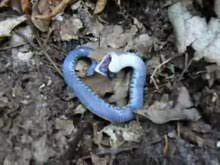 Jan 18, 2018 · the south american tricolor hognose snake (xenodon pulcher) does not feign death, but seems to rely instead on its brilliant warning colors to ward off predators. Hognose Wikipedia