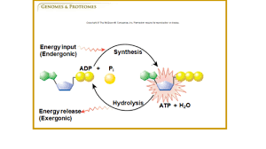 Glucose is required for synthesis of cellulose which makes the cell wall of plants. Bio L Final Images Flashcards Quizlet
