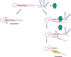 What is an rpo (recovery point objective)? Model For Translational Activation Of Rpos Mrna By Dsra And Hfq Left Download Scientific Diagram