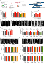 We did not find results for: The Membrane Periodic Skeleton Is An Actomyosin Network That Regulates Axonal Diameter And Conduction Elife