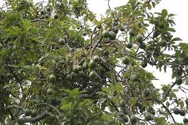 Savez Vous A Quoi Ressemblent Vos Fruits Et Legumes Preferes Quand Ils Poussent Noyau Avocat Fruits Et Legumes Fruits Exotiques