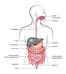 Maybe you would like to learn more about one of these? How To Draw Human Digestive System Diagram Drawing For Kids