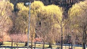 Coronavirus Tips How To Tell The Difference Between Coronavirus And Seasonal Allergies Abc11 Raleigh Durham