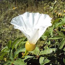 Erva Medicinal Batata Purga 100g - 1 Unidade