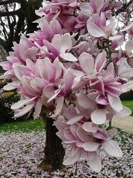 The most common colors of native georgia flowers are blue, pink, white and yellow. Georgia Magnolia S On My Mind Flowering Trees Beautiful Flowers Magnolia Flower