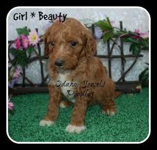Maybe you would like to learn more about one of these? Red Parti Factore Akc Standard Poodle Puppies For Sale In Beachs Corner Idaho Classified Americanlisted Com