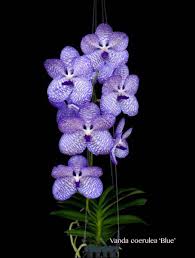 Image result for Vanda coerulea