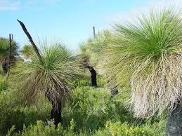 Image result for Xanthorrhoea australis