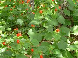 Lisep san antonio, tx (zone 8b) dec 31, 2012. Malvaviscus Arboreus Var Drummondii Turk S Cap Npin