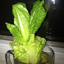 Comment Faire Pousser Des Legumes Et Des Fruits 13 Plantes Cultiver De La Salade Comment Faire Pousser Des Legumes Faire Pousser Du Gingembre